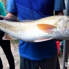 Ngư dân Nghệ An câu được cá nghi là sủ vàng quý hiếm, nặng gần 5kg