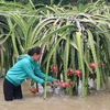 Người dân rửa thanh long do bị bùn đất bám vào do ngập nước. (Ảnh: Nguyễn Thanh/TTXVN)