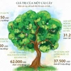 Bạn biết gì về giá trị của một cây xanh 50 tuổi?