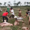 Lợn được tập kết trước khi cho xuống hố chôn, tiêu hủy. (Ảnh: Phan Quân/TTXVN)