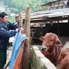 Nông dân xã Quảng Lạc, thành phố Lạng Sơn (Lạng Sơn) chắn gió lùa vào chuồng nuôi gia súc. (Ảnh: Quang Duy/TTXVN)