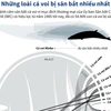 Những loài cá voi bị săn bắt nhiều nhất thế giới