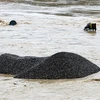 Nhiều phương tiện máy móc của đơn vị khai thác cát, sỏi bị chìm trong nước lũ. (Ảnh: Quốc Khánh/TTXVN)