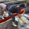 Ngư dân Nghệ An đánh bắt cá hố xuất khẩu. (Ảnh: Nguyễn Oanh/TTXVN)