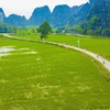 Du khách nước ngoài đạp xe ngắm cảnh trên cánh đồng lúa xanh ngát. (Ảnh: Minh Đức/TTXVN)