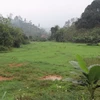 Ruộng lúa của người dân thôn Yên Ninh, xã Hưng Thịnh, huyện Trấn Yên (Yên Bái) đã biến thành đồng hoang. (Ảnh: Việt Dũng/TTXVN)