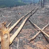 Hiện trạng rừng tái sinh bị phá và đốt rụi. (Ảnh: K GỬIH/TTXVN)