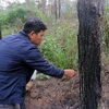 Công nhân Xí nghiệp Nguyên liệu giấy Lâm Đồng kiểm tra các vết khoan trên thân cây. (Ảnh: Quốc Hùng-Đặng Tuấn/TTXVN)