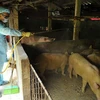 Phun thuốc khử trùng, tiêu độc tại khu vực chăn nuôi lợn. (Ảnh: Minh Đức/TTXVN)