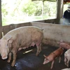 Phun hóa chất tiêu độc, khử trùng phòng chống dịch bệnh tả lợn châu Phi. (Nguồn: TTXVN)