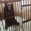 Một cá thể gấu bị nuôi nhốt trong chuồng trước lúc được giải cứu. (Ảnh: Nguyễn Văn Việt/TTXVN)