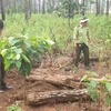 Lực lượng kiểm lâm tiến hành đo đạc, kiểm đếm số gỗ thông bị chôn lấp phi tang trên địa bàn xã Lộc Phú, huyện Bảo Lâm. (Ảnh: Nguyễn Dũng/TTXVN)