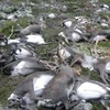 Hơn 200 con tuần lộc chết vì đói tại quần đảo Svalbard. (Nguồn Gulf News)