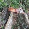 Hiện trường vụ phá rừng ở khoảnh 5, tiểu khu 781, thôn 1, xã Trà Kót. (Ảnh: Đỗ Trưởng/TTXVN)