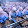 Chế biến tôm xuất khẩu tại nhà máy của Công ty Cổ phần thủy sản Minh Phú, tỉnh Hậu Giang. (Ảnh: Vũ Sinh/TTXVN)