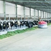 Khu nuôi bò sữa của Vinamilk ở Tây Ninh.