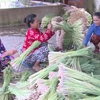 Tiền Giang: Cấp chứng nhận nhãn hiệu tập thể cho cây sả Tân Phú Đông