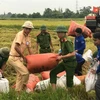 Lực lượng công an, đoàn viên thanh niên tỉnh Hà Tĩnh giúp dân thu hoạch lúa chạy bão. (Ảnh minh họa: Hoàng Ngà/TTXVN)