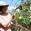 Chị Phan Thị Ngọc Thoa (thành phố Phan Rang-Tháp Chàm, tỉnh Ninh Thuận) khởi nghiệp với mô hình trồng cây hoa hồng. (Ảnh: Nguyễn Thành/TTXVN)