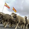 Màn 'diễu hành' của 2.000 con cừu và 100 con dê. (Nguồn: AFP)