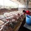 Một trang trại nuôi lợn. (Ảnh: Phạm Kiên/TTXVN)