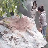 Một nhà dân gần chân núi ở xóm Lũng Phiắc ở xã Đàm Thủy huyện Trùng Khánh (Cao Bằng) bị đá núi rơi thủng tường. (Ảnh: Quốc Đạt/TTXVN)