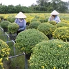Trồng cúc mâm xôi phục vụ Tết 2020 ở Làng hoa Sa Đéc. (Ảnh: Nguyễn Văn Trí/TTXVN)