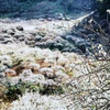 Đến thung lũng mận Mu Náu ở cao nguyên Mộc Châu, Sơn La, du khách sẽ được chiêm ngưỡng bức tranh 'thiên đường trắng,' không phải tuyết, không phải hoa cải trắng mà là sắc trắng tinh khôi của hoa mận. (Ảnh: Thành Đạt/TTXVN)