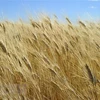 Một cánh đồng lúa mỳ ở Tioga, bang Bắc Dakota, Mỹ. (Ảnh: AFP/TTXVN)