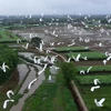 Đàn cò trắng bay lượn trên cánh đồng ở xã Quảng Phú, huyện Quảng Điền. (Ảnh: Hồ Cầu/TTXVN)