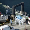 Nhân viên y tế chuyển các bệnh nhân nhiễm virus nCoV từ tàu du lịch Diamond Princess lên xe cứu thương tại cảng Yokohama, Nhật Bản ngày 5/2/2020. (Ảnh: THX/TTXVN) ​