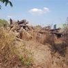 Số gỗ rừng còn sót lại đang bị mục nát tại một bãi tập kết gỗ ở thành phố Đồng Xoài. (Ảnh: Đậu Tất Thành/TTXVN)