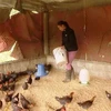 Các hộ chăn nuôi gia cầm tại huyện Minh Hóa, tỉnh Quảng Bình tích cực chăm sóc đàn gia cầm nuôi để phòng chống dịch. (Ảnh: Võ Dung/TTXVN)