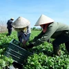 Nông dân tại một hợp tác xã thu hoạch rau sạch. (Ảnh: TTXVN)