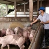 Chăm sóc đàn lợn thịt tại xã thư Phú, huyện Thường Tín, Hà Nội. (Ảnh: Vũ Sinh/TTXVN)