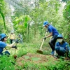 Trồng rừng tạo thêm sinh cảnh cho đàn voi tự nhiên tại Đồng Nai. (Nguồn: TTXVN)