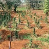 Công an huyện Krông Năng kiểm tra vườn nhà dân trồng cây cần sa trái phép. (Ảnh: TTXVN)