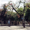 Trường Trung học phổ thông Nam Đàn 2, huyện Nam Đàn, Nghệ An bảo vệ cây phượng trong sân trường. (Ảnh: Tá Chuyên/TTXVN)