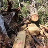 Hiện trường vụ phá rừng Pơ mu xảy ra vào tháng 4/2020 tại tiểu khu 1219, thuộc lâm phần quản lý của Công ty Trách nhiệm hữu hạn Một thành viên Lâm nghiệp Kông Bông. (Ảnh: Tuấn Anh/TTXVN)