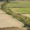 Nhiều diện tích lúa bị thiệt hại do hạn hán ở Kon Tum. (Ảnh: Dư Toán/TTXVN)