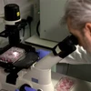 Chuyên gia nghiên cứu vắcxin phòng COVID-19 trong phòng thí nghiệm tại London, Anh. (Ảnh: AFP/TTXVN)
