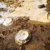 Các hóa thạch Cúc đá được tìm thấy tại Gia Lai. (Ảnh: Quang Tuệ/Sở Văn hóa, Thể thao và Du lịch tỉnh Gia Lai)