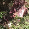 Bộ xương của con bò tót bị giết hại được lực lượng chức năng phát hiện vào tối 13/7/2020 tại khu vực núi tượng thuộc Vườn quốc gia Cát Tiên, tỉnh Đồng Nai. (Ảnh: TTXVN)