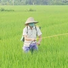 Nông dân phun thuốc trừ sâu cho lúa trên cánh đồng xã Tân Phong (Bình Xuyên, Vĩnh Phúc). (Ảnh: Nguyễn Trọng Lịch/TTXVN)