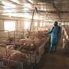 Tổ chức phun thuốc tiêu độc, khử trùng khu vực trang trại chăn nuôi để phòng, chống dịch bệnh. (Ảnh: Vũ Sinh/TTXVN)