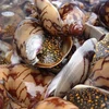 Khánh Hòa: Nhiều trường hợp bị ngộ độc nặng do ăn ốc biển lạ
