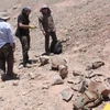 Các nhà khảo cổ học Chile tìm kiếm các mẫu hóa thạch trên sa mạc Atacama. (Nguồn: Laprensalatina)