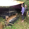 Nhiều ngôi mộ của các hộ gia đình ở tổ 7, phường Thái Bình và khu vực lân cận bị rạn nứt, sụt lún, vùi lấp, khiến người dân hết sức lo lắng, bức xúc. (Ảnh: Vũ Hà/TTXVN)