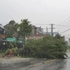 Cây xanh bị bật gốc, ngã đổ tại Thị xã Hoài Nhơn. (Ảnh: Tường Quân/TTXVN)