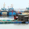  Lồng bè và tàu thuyền của ngư dân Ninh Thuận đã được neo đậu tránh bão tại cảng cá Ninh Chử, thành phố Phan Rang-Tháp Chàm, tỉnh Ninh Thuận. (Ảnh: Công Thử/TTXVN)